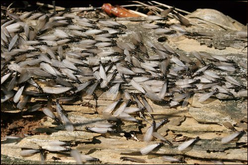 swarming termites