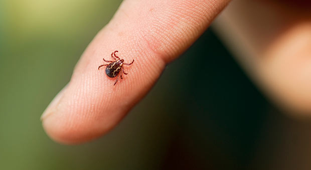 tick-virus.jpg