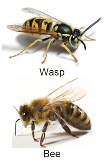 bee vs. wasp