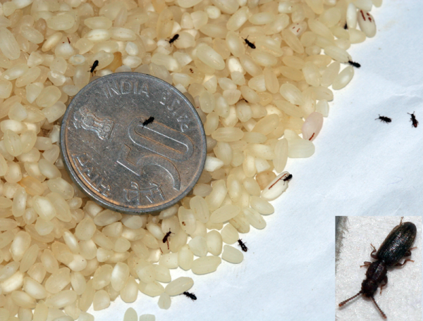 weevils in rice resized 600