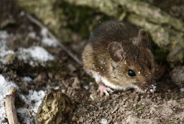 deer mouse