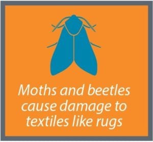 A blue moth icon above the text "Moths and beetles are common fall pests that cause damage to textiles like rugs" on an orange background with a gray border.