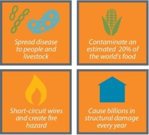 Four icons illustrate the impacts of fall pests: spreading disease, contaminating food, short-circuiting wires, and causing costly structural damage.