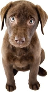 A brown puppy with blue eyes sits and looks directly at the camera against a white background, blissfully unaware of common fall pests.