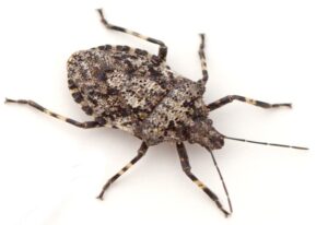 Stink Bug Fall pest