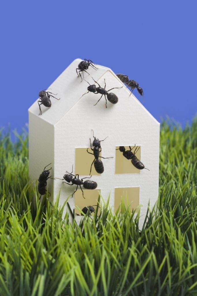 Several large black ants, common spring pests, crawl on a small white paper house model placed on green grass, with a solid blue background.