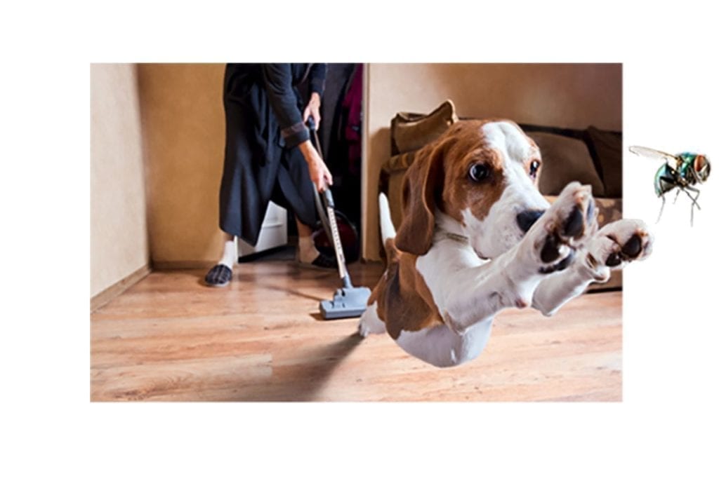 A dog leaps through the air indoors while a person vacuums the floor in the background, promoting allergy awareness. A large fly is shown on the right side of the image.