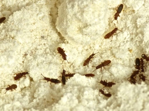 Several small brown beetles are crawling on a surface covered with white flour—take steps to keep pantry pests out and protect your food.