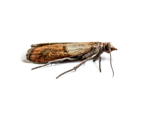 A close-up of a brown and tan moth with long antennae, resting on a white background—a reminder to keep pantry pests out of your home.