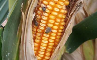 Why NOW is the Best Time Avoid Stink Bugs
