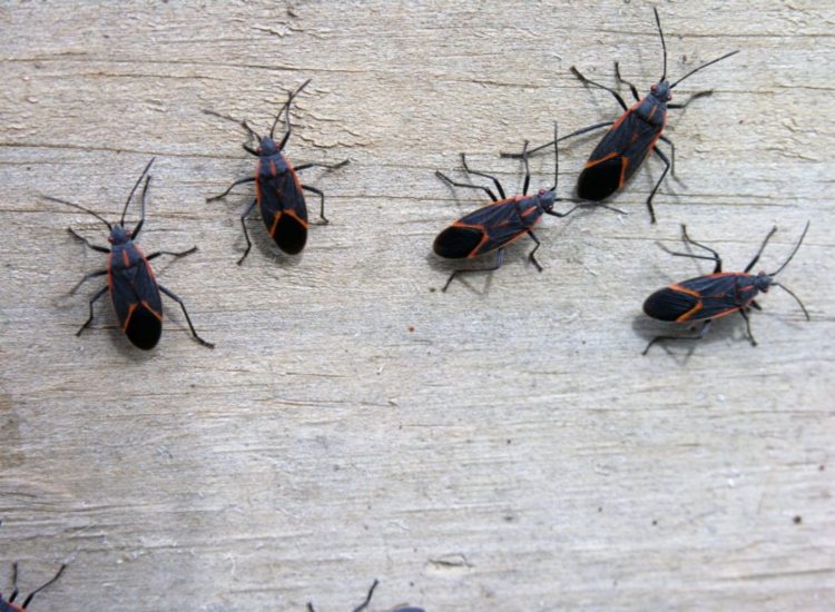 boxelder bugs on siding