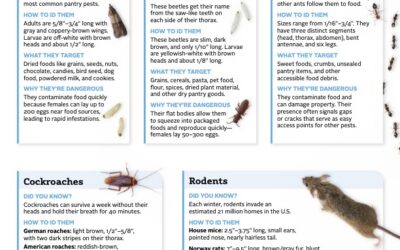 Pantry Pest Prevention: How to Keep Bugs Out of Your Food