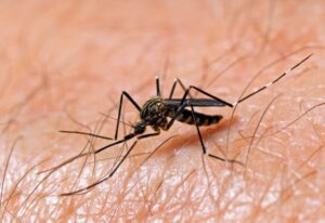 The Aedes japonicus mosquito The Aedes japonicus mosquito