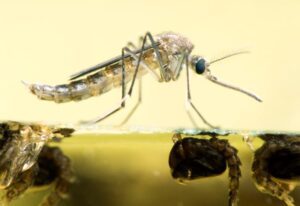 The Aedes Vexan mosquito awareness picture,IL Aedes Vexan mosquito awareness picture,IL