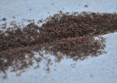 group of ants in a crack on the sidewalk