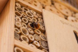 closeup of a bee