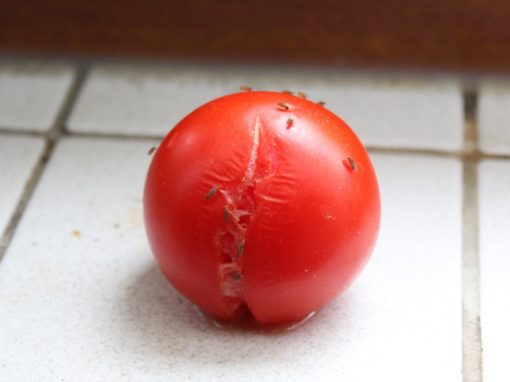 A damaged tomato on the floor, covered with fruit flies in South Bend, IN.
