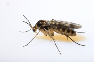 A close-up of fruit flies by Franklin Pest Solutions.