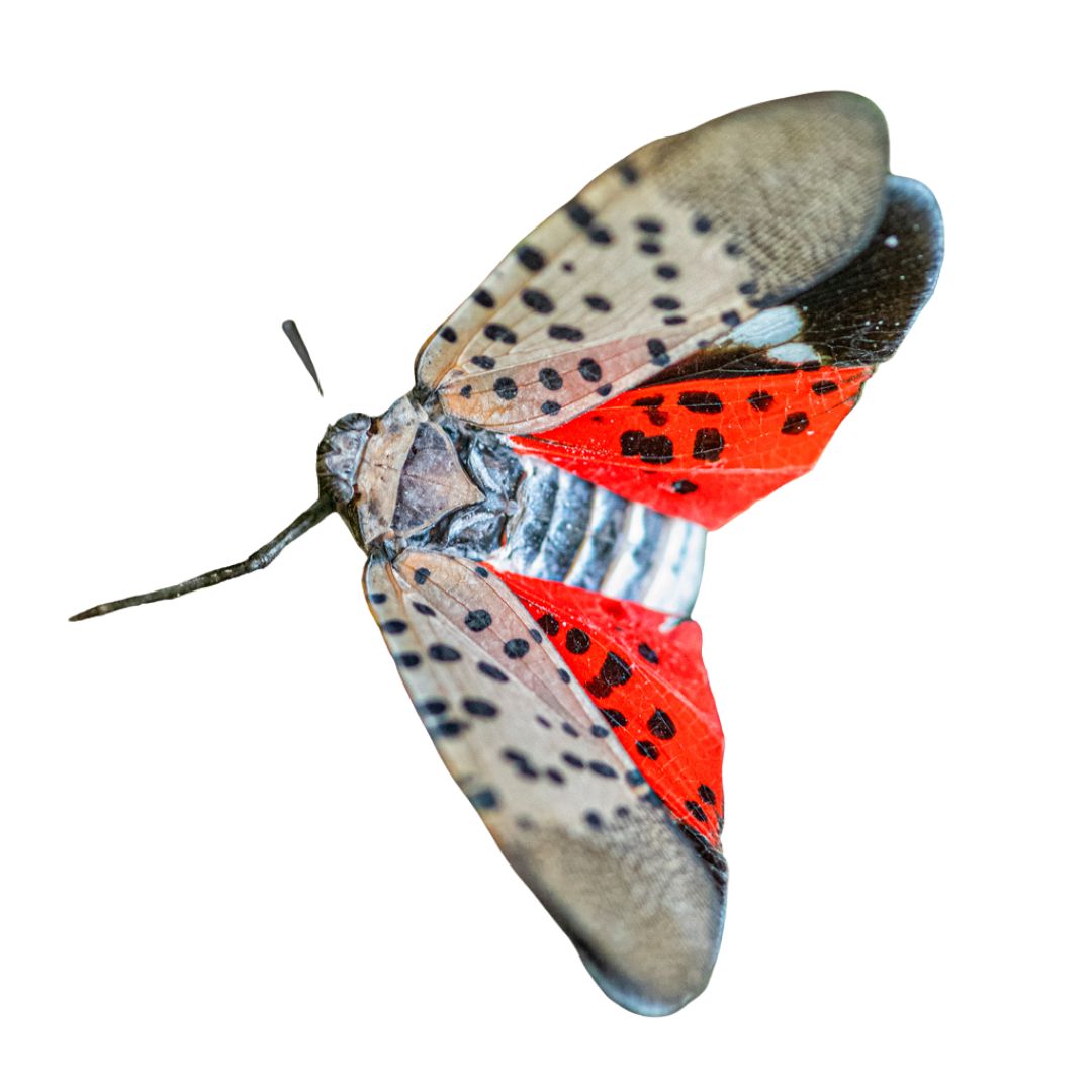 Spotted Lanternfly in Michigan city , IN