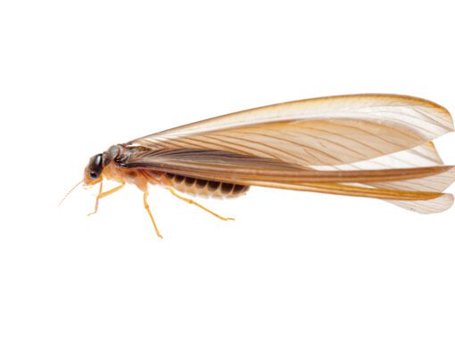 termite swarmer
