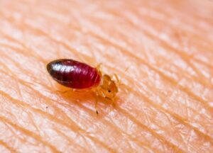 Bed bug preparing to bite an unsuspecting person's skin