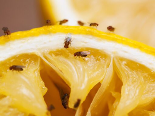 fruit flies on orange slice