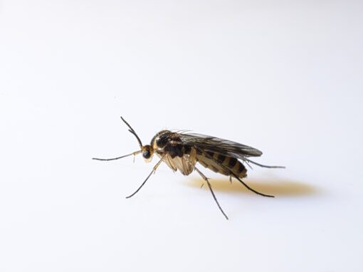 fungus gnat