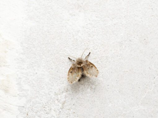 moth fly drain fly how to get rid of small flies