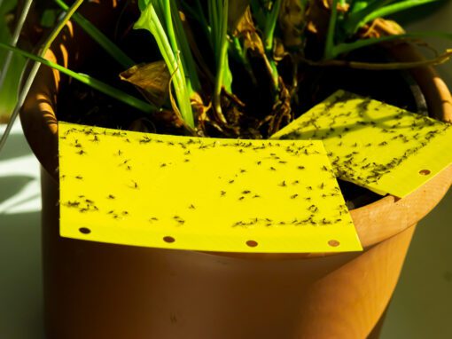 how to get rid of gnats