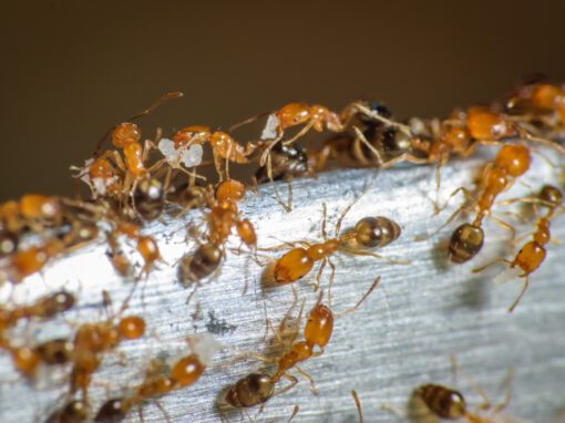 pharaoh ants
