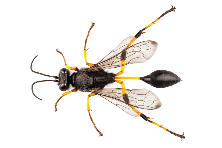 Close-up image of a mud dauber in Northwest Indiana