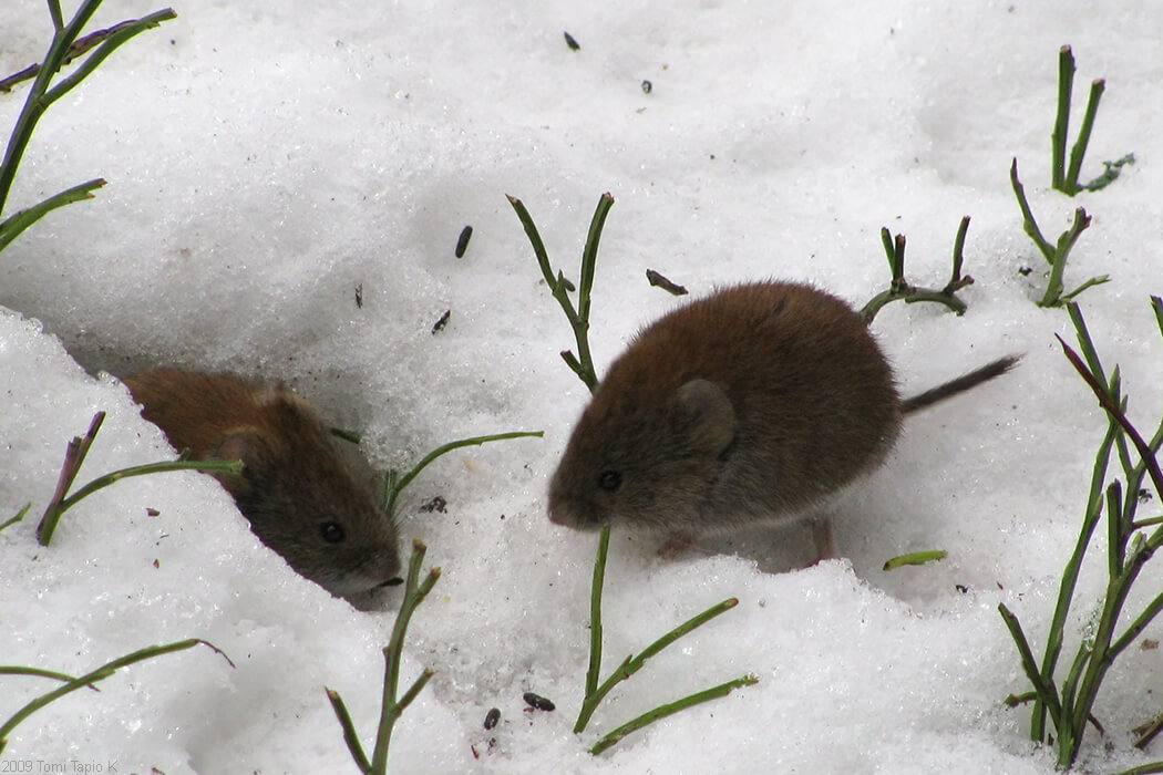 Close-up image of deer mice in snowy burrows in Hammond, IN
