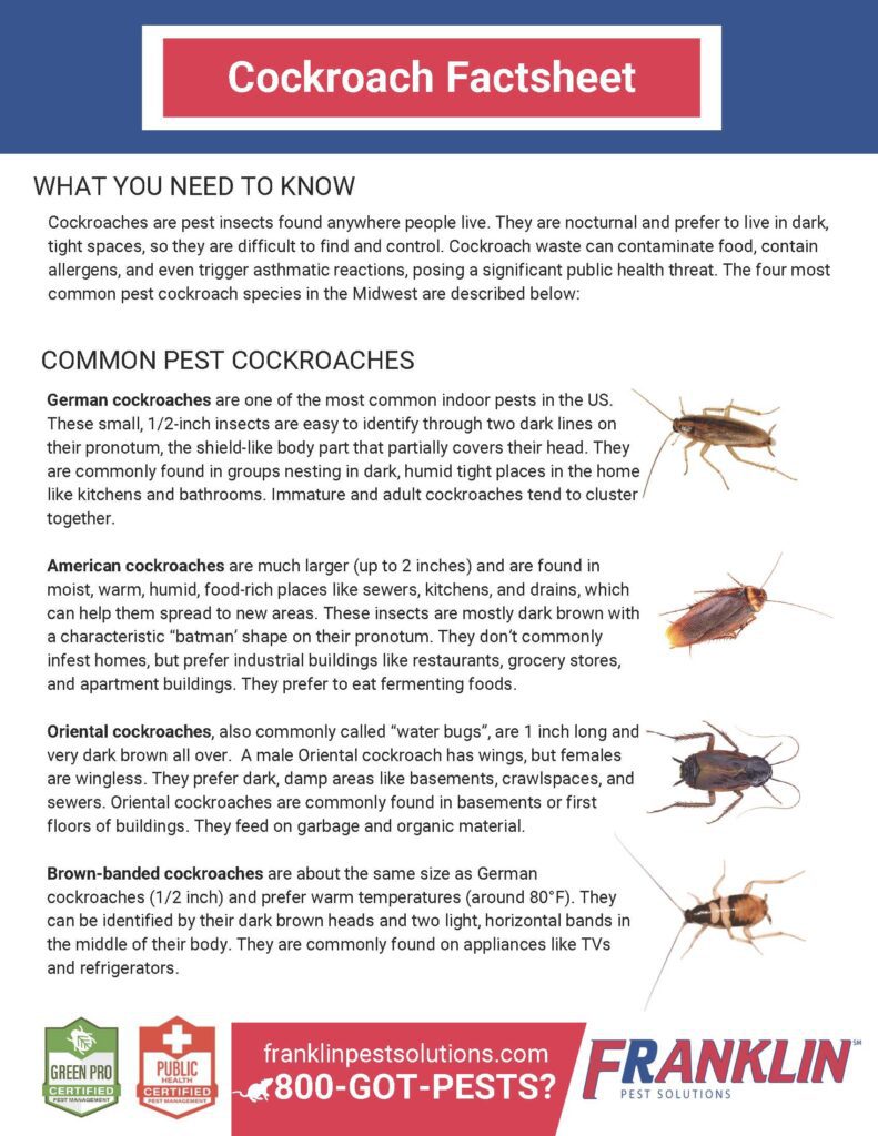 cockroach fact sheet