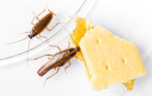 pregnant german cockroach