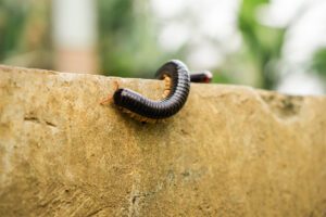 a millipede walking after rain