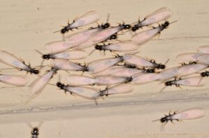 black bugs with wings
