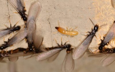 Flying Bugs in Spring Could Mean A Deeper Issue