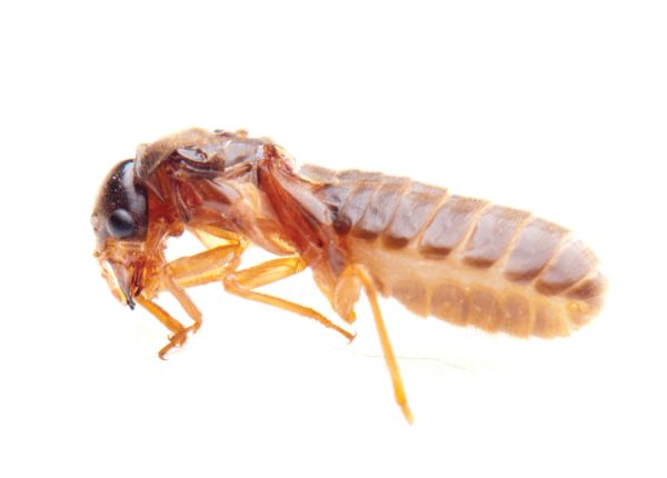 Termite pest control service is available in the Chicago and Rockford areas.