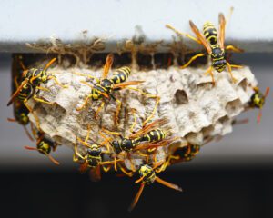 small wasp nest