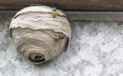 How to Avoid Different Types of Bees and Wasps