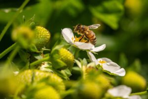 Bee on a flower