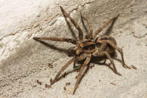 Wolf Spider on concrete