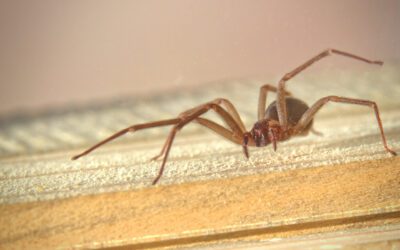 Think You’ve Seen a Brown Recluse? Here’s How to Tell