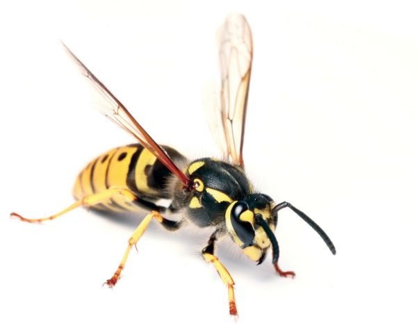 Hornet pest control service is available in the Chicago and Rockford areas.