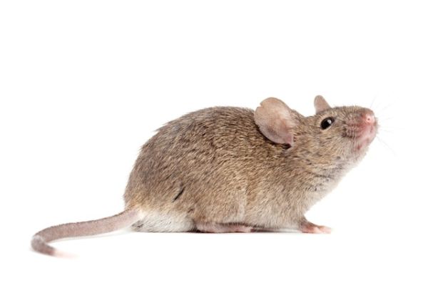 Rodent pest control service is available in the Chicago and Rockford areas.