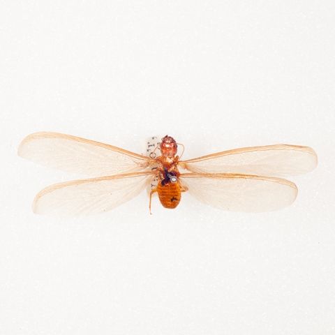 A termite sitting on the wall showcases the need for pest control service in the Chicago area.