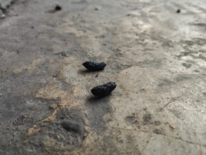 Two small, dark rat droppings are lying on a rough, dirty surface.