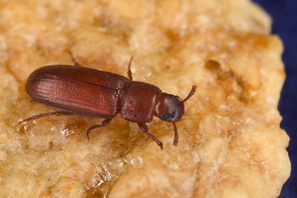 Red Flour Beetle on Grain Surface