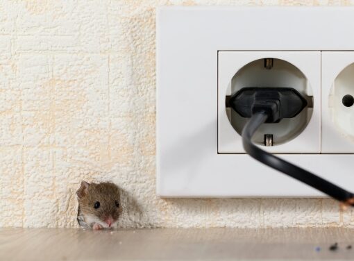 mouse in house A small mouse is peeking out from a hole in the wall near an electrical outlet