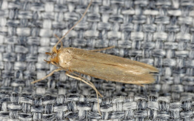 Do Mothballs Actually Work to Keep Bugs Out of the House?